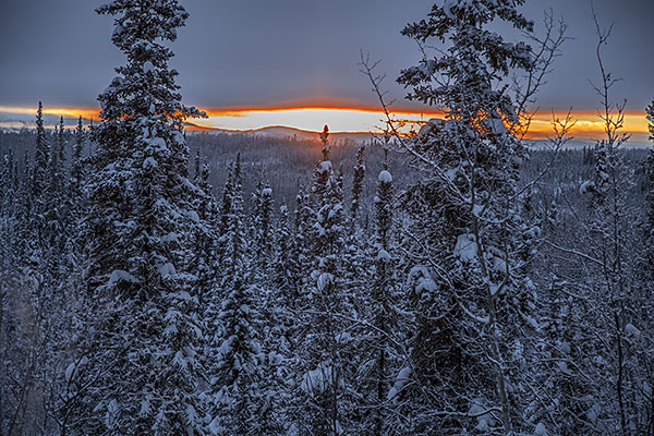 Winter trees and sunset